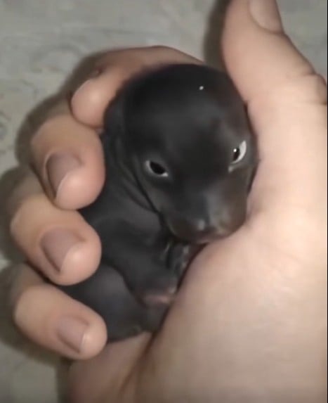 The Morning I Found a “Puppy” That Turned Out to Be Something Far More Extraordinary