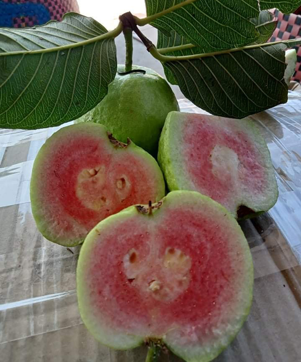 Doctors reveal that guava leaf tea causes…