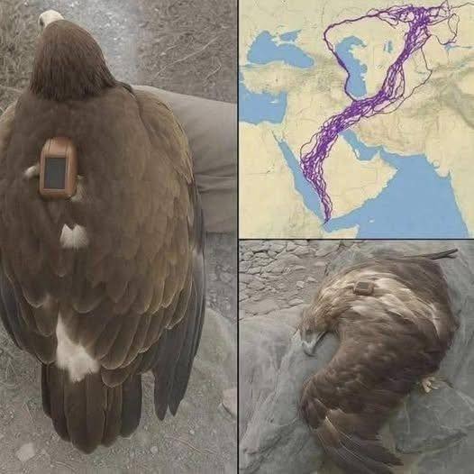The Remarkable Journey of a Migrating Eagle: Lessons in Nature, Resilience, and Awareness