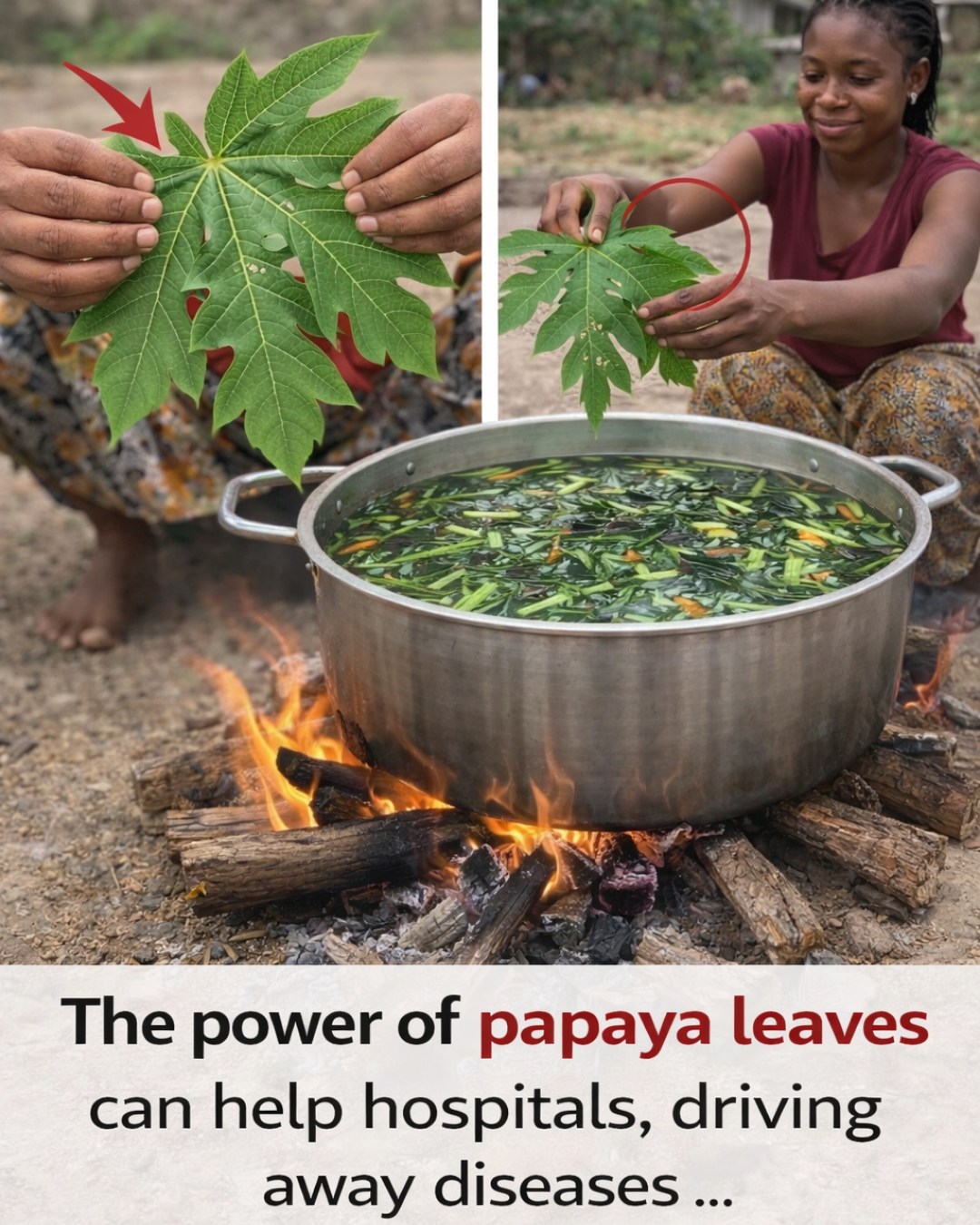Discover How to Make Papaya Leaf Tea at Home: Simple Tips for Your Everyday Wellness Routine