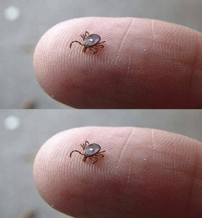 The Tick With the White Spot: What Parents Should Know After Finding One