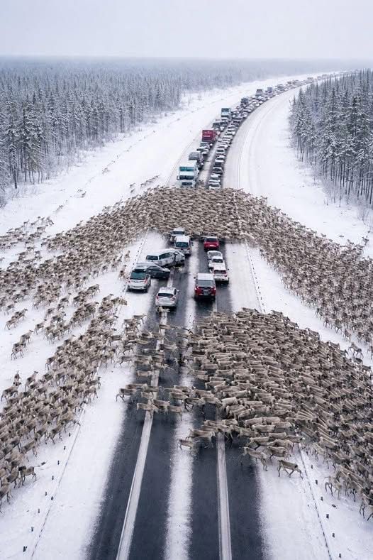 On the highway, drivers became witnesses to a Christmas miracle: thousands of reindeer ran onto the road, instantly creating a massive traffic jam: But when it became clear where the reindeer were running and what they were fleeing from, people were left in complete shock 😲😱