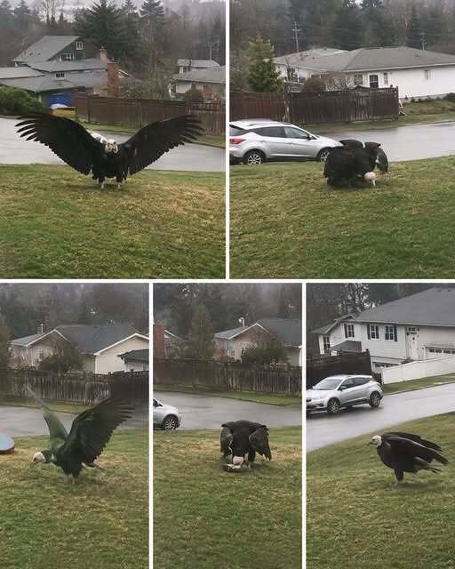 Giant Eagle captured in Bro!